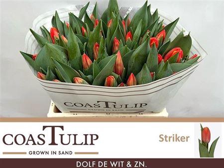 <h4>Tu En Striker</h4>