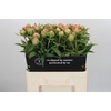 Paeonia Cytherea