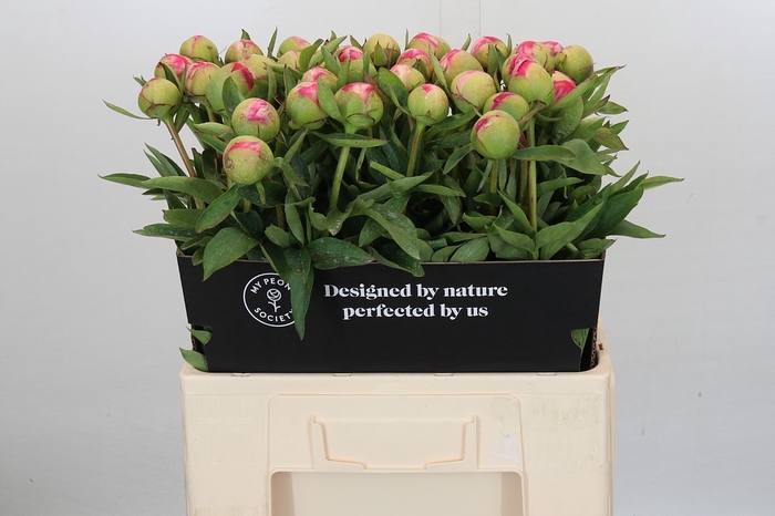 <h4>Paeonia Cytherea</h4>