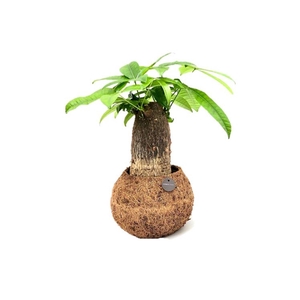 Ficus Ginseng