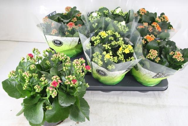 <h4>KAL GE GEM 5 KL</h4>