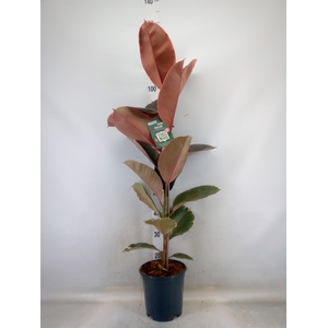 Ficus elastica 'Belize'