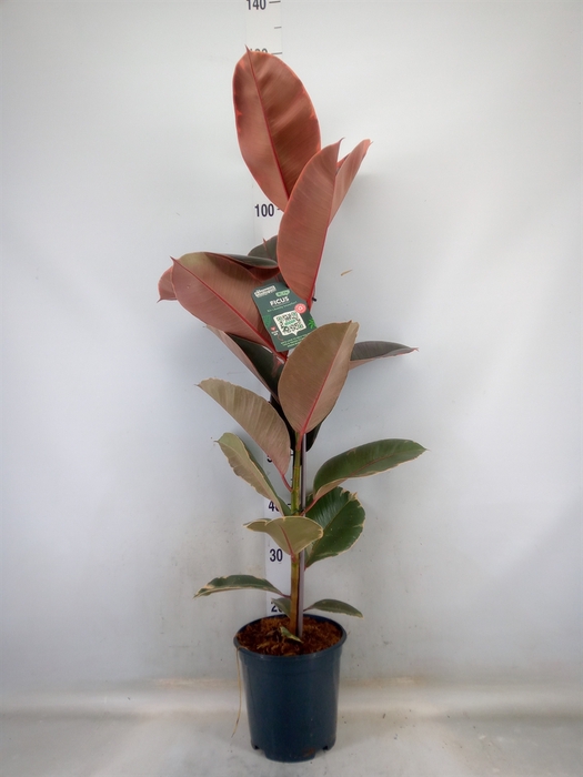 <h4>Ficus elastica 'Belize'</h4>