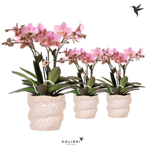 Kolibri Orchids Phalaenopsis Treviso 4 spike in Octopus pot pink