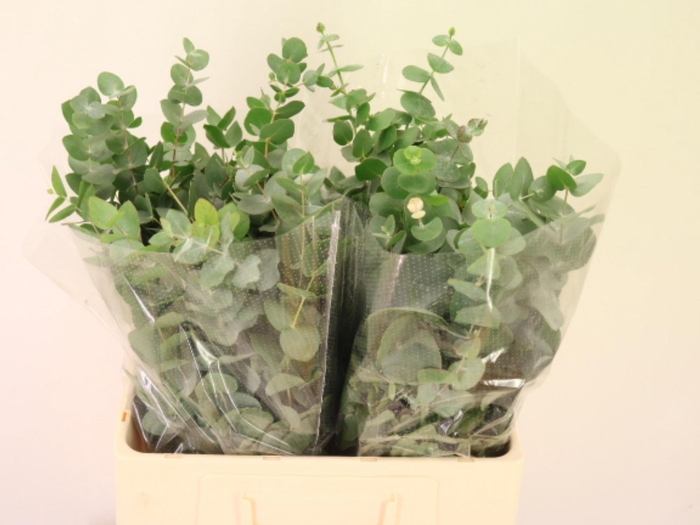 <h4>EUC CINEREA PER BOS</h4>