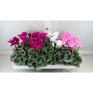 Cyclamen MD 'Rembrandt'