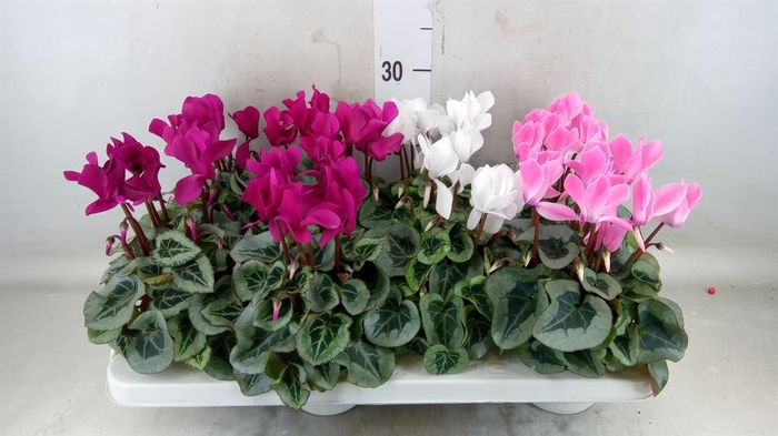 <h4>Cyclamen MD 'Rembrandt'</h4>