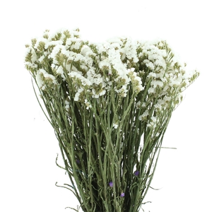 Dried Lim Statice White Starlight