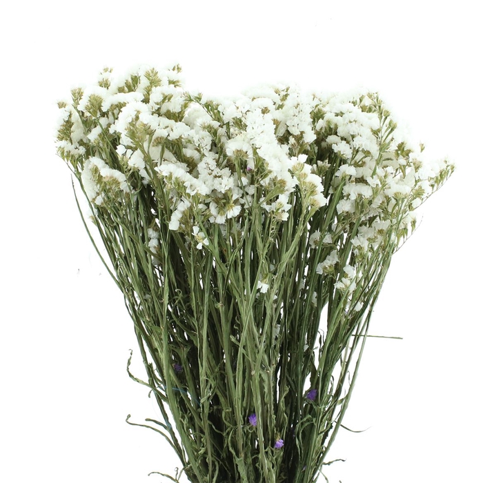 <h4>Dried Lim Statice White Starlight</h4>