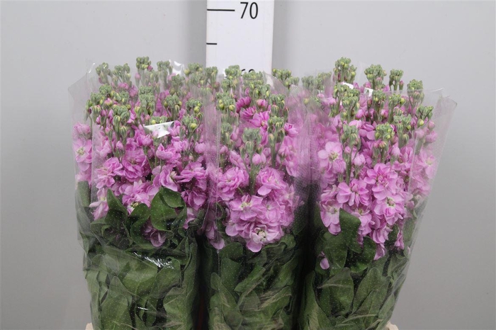 <h4>Matth Milla Rose</h4>