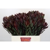 Leucadendron Saf Sunset Dark R.