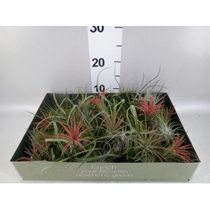Tillandsia