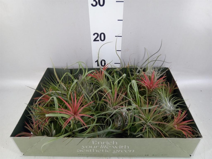 <h4>Tillandsia</h4>