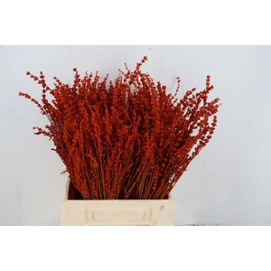 DF Lavender Bs Oranje