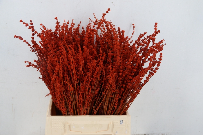 <h4>DF Lavender Bs Oranje</h4>