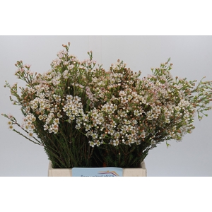 Chamelaucium Morning Delight
