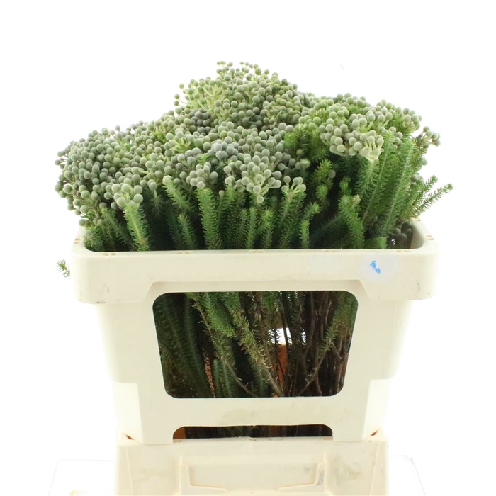 <h4>Kaaps Berzelia Squarrosa</h4>