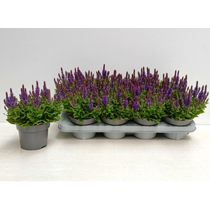 SALVIA NE SE DP BLUE
