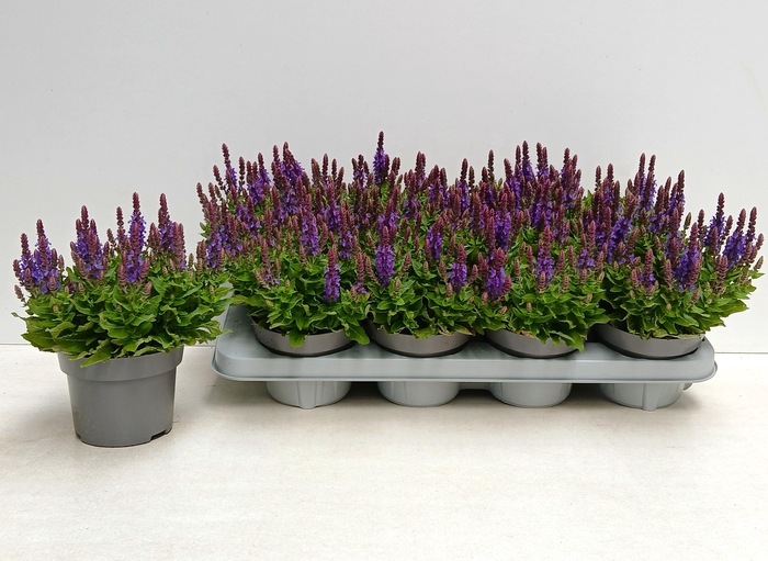 <h4>SALVIA NE SE DP BLUE</h4>