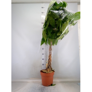 Pachira aquatica