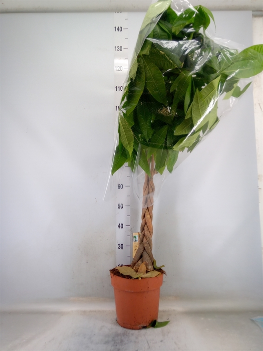 <h4>Pachira aquatica</h4>