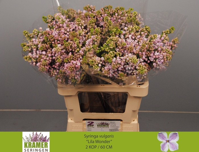 <h4>SYR V LILA WONDER</h4>