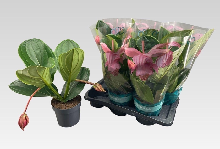 <h4>MEDIN MAG FLAMENCO</h4>