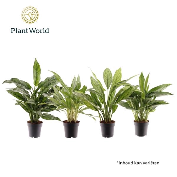 <h4>Aglaonema gemengd</h4>