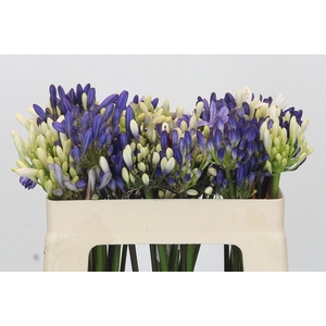 Agapanthus Mix