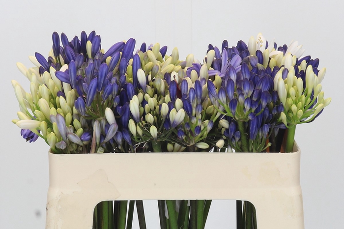 <h4>Agapanthus Mix</h4>