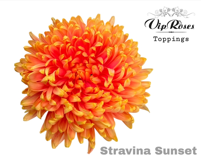 <h4>CHR G STRAVINA SUNSET</h4>