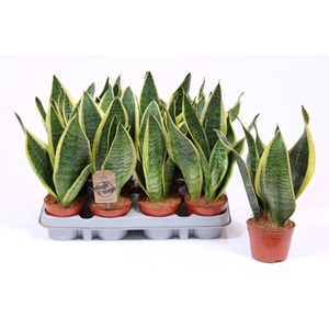 Sansevieria Futura Superba
