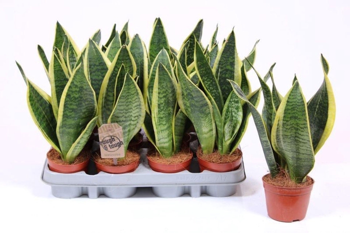 <h4>Sansevieria Futura Superba</h4>