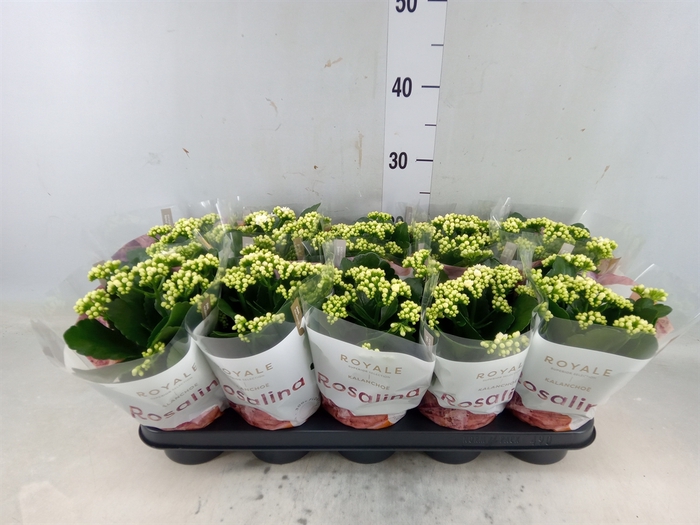 <h4>Kalanchoe blos. 'RosDon Dione'</h4>