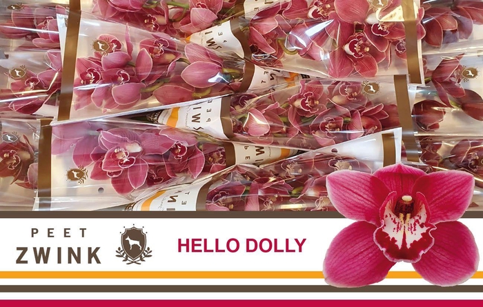 <h4>CYMB T HELLO DOLLY</h4>