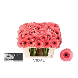GE MI VIDAL