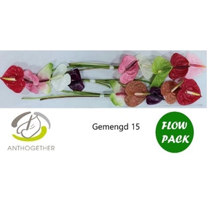 Anthurium andr.   ...mix