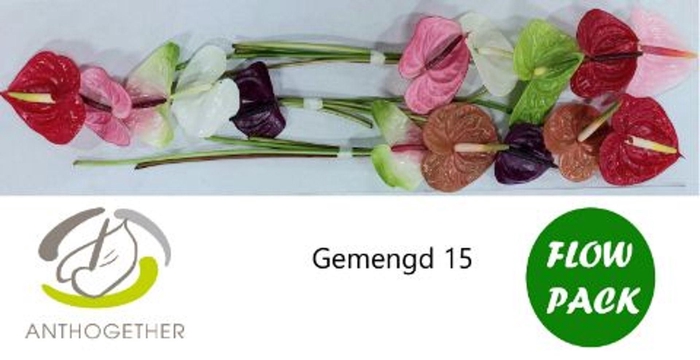 <h4>Anthurium andr.   ...mix</h4>