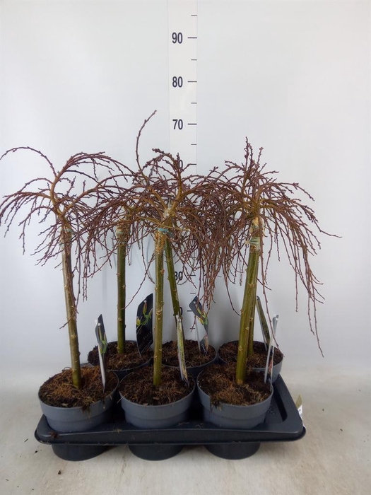 <h4>Salix arbuscula</h4>