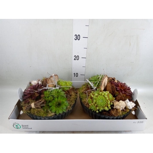 Arr.  Sempervivum L%
