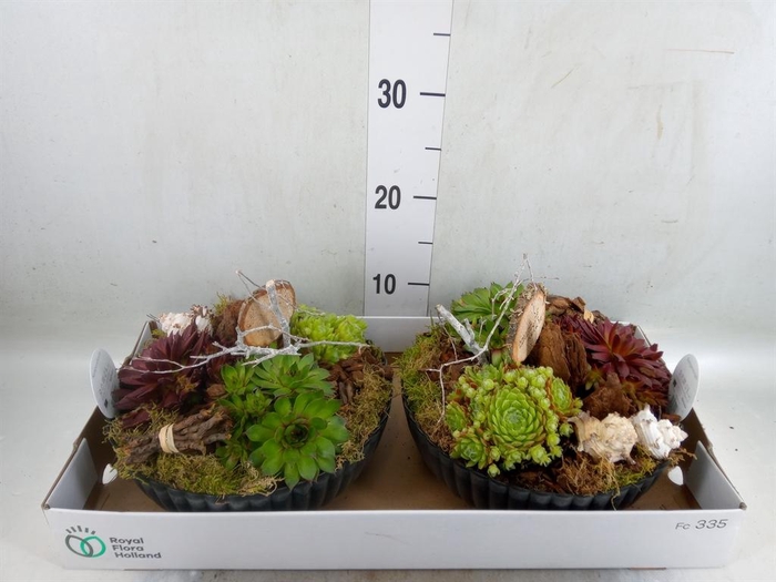 <h4>Arr.  Sempervivum L%</h4>