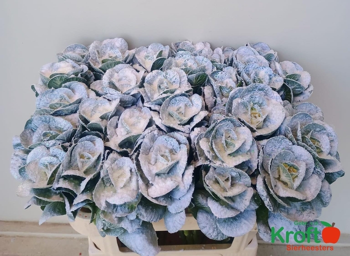 <h4>BRASS KLB H%</h4>