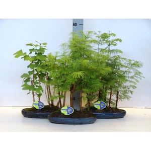 Bonsai mix outdoor, 30cm., 4 or 5 stem - group, without dip tray