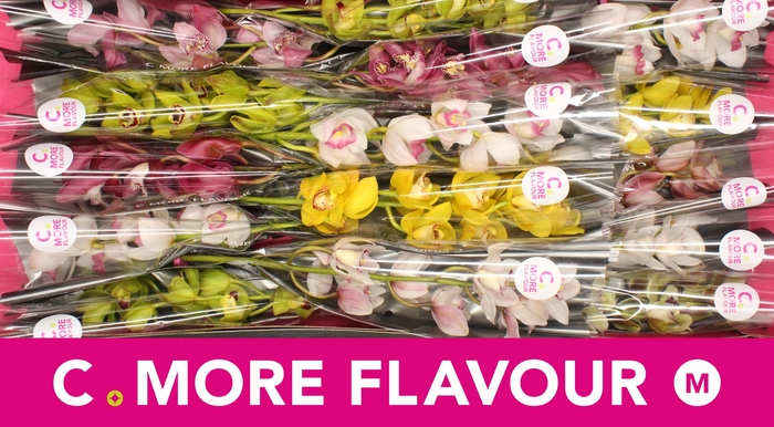 <h4>CYMB MI GEM</h4>