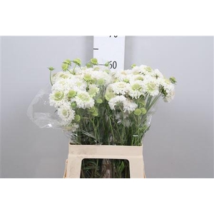 Scab At F White Scoop