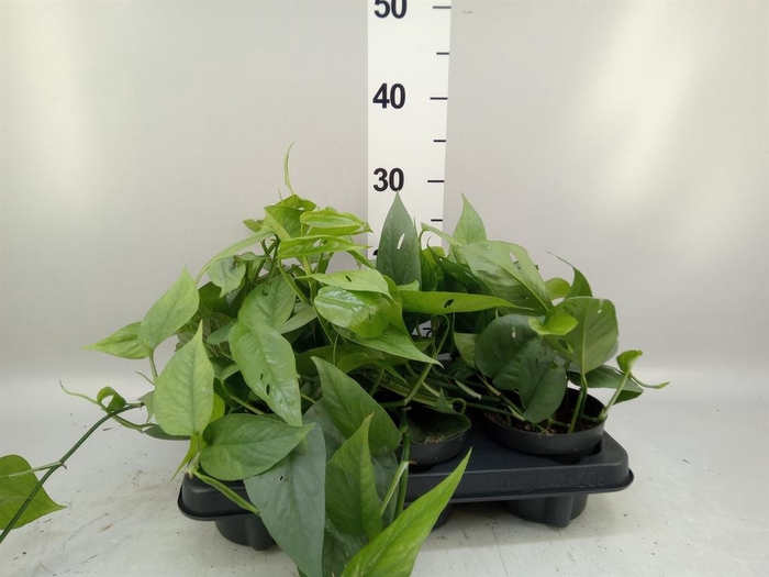 <h4>Epipremnum pinn. 'Cebu Blue'</h4>