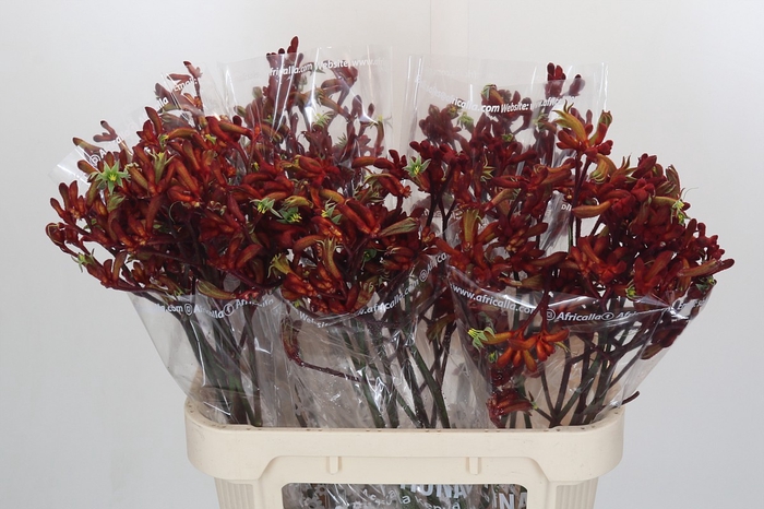 <h4>Anigozanthos Early Spring Indoor</h4>