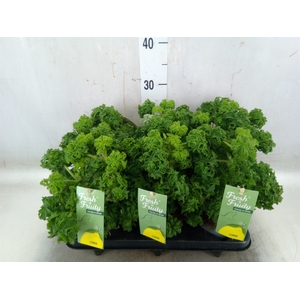 Pelargonium graveolens 'Lemon Tree'