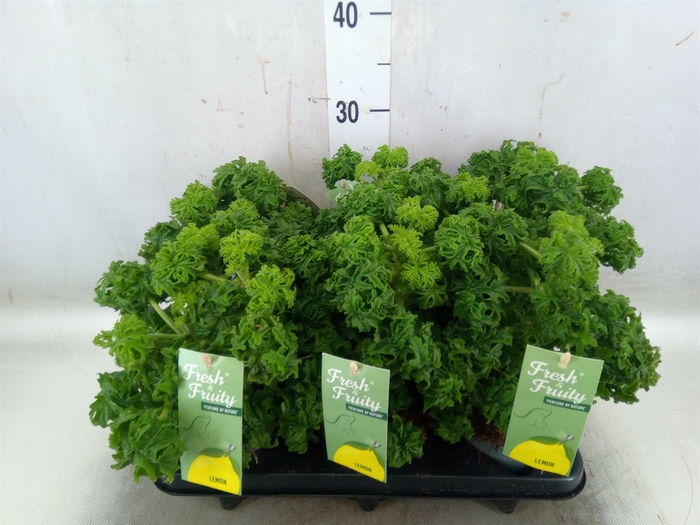 <h4>Pelargonium graveolens 'Lemon Tree'</h4>