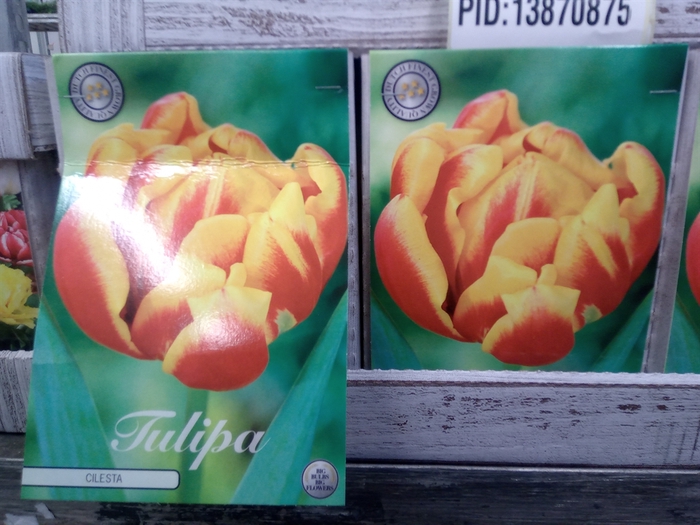 <h4>Tulipa   ...flowerbulbs</h4>